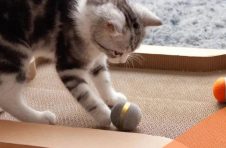 欢快的智能互动猫玩具让您的猫保持愉悦