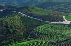 超强性价比 好茶喝得起 福州茉莉花茶消费级旗舰新品首发–闽榕·九窨龙毫鲜灵上市