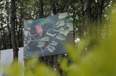 90天深度体验城市森林的生态融合之美，第三届北京森林城市艺术节将于近日启幕